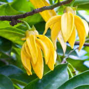 Huile essentielle Ylang ylang | Ylang ylang