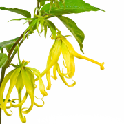 Huile essentielle Ylang ylang | Ylang ylang