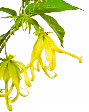 Huile essentielle Ylang ylang | Ylang ylang