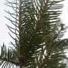 Huile essentielle Picea glauca