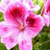 Fleur géranium rosat
